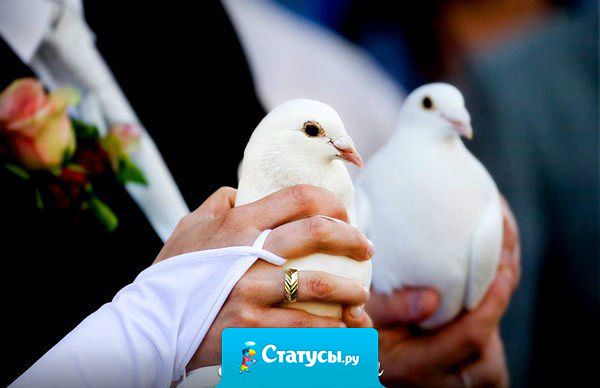 Все поняли, что свадьба была не по любви, когда жених отпустил голубя с запиской: 