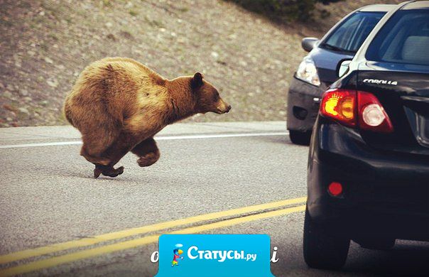 Неправда, что у нас, в России, по дороге ходят медведи. Нет у нас никаких дорог.