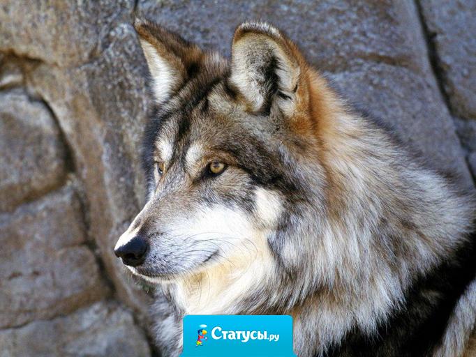 Волк остается волком, даже если ослабли его когти, шакал остается шакалом, даже если он вырос среди волков
