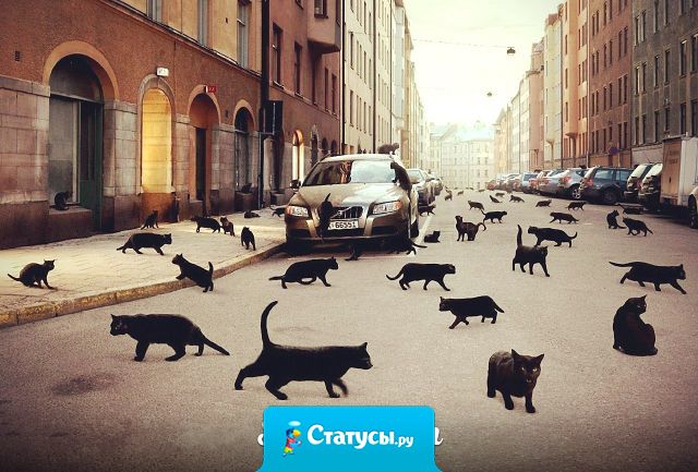 Чёрный кот, перебегающий вам дорогу, он просто куда-то идёт. Не усложняйте.