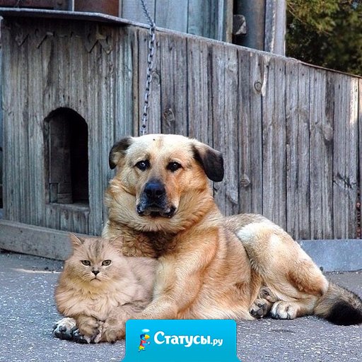 Они жили как кошка с собакой. Он её охранял. Она его любила.