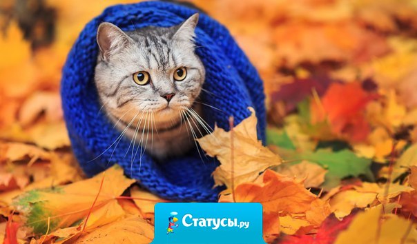 Осень — не повод грустить! Осень — это повод носить шарфик!