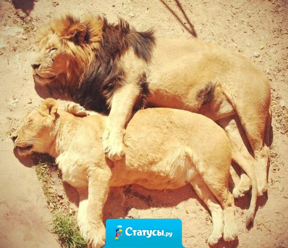 Лев - царь зверей... Пока не проснулась львица.