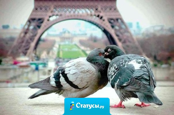 Париж - город любви не только для людей.