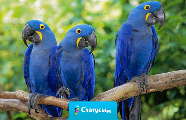 Группа потерявшихся в джунглях русских туристов была найдена по матерящимся попугаям.