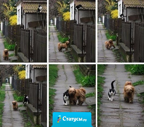 История этой фотографии: каждый день в одно и то же время он приходит, ждет её, и они вместе идут гулять.