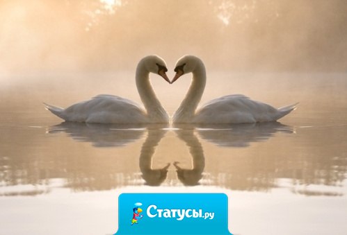 Любите друг-друга, как лебеди... Ведь они верны друг-другу до последних дней своей жизни!