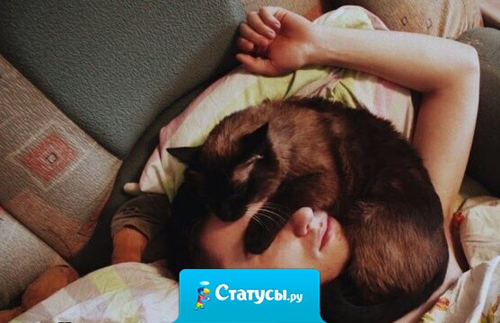 Семейное положение: сплю с котом